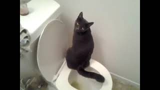 Zoey TOILET TRAINED KITTY