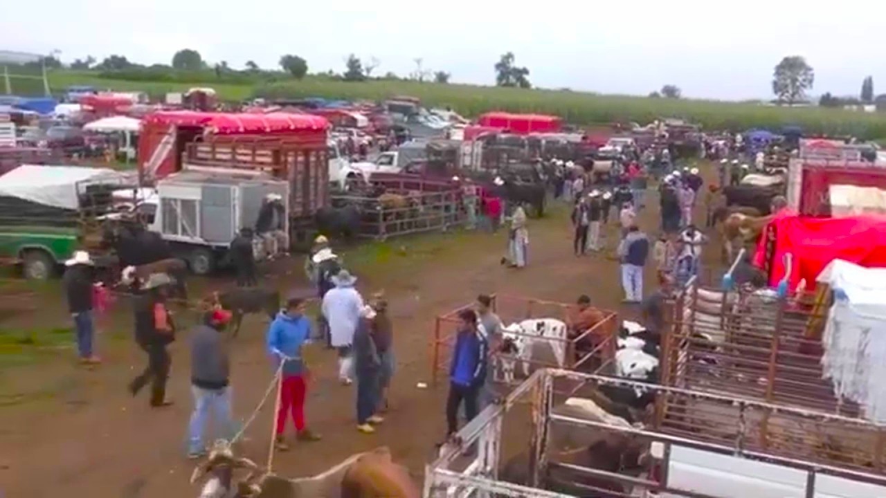 Guía completa para comprar y transportar animales con nuestra amiga Daisy