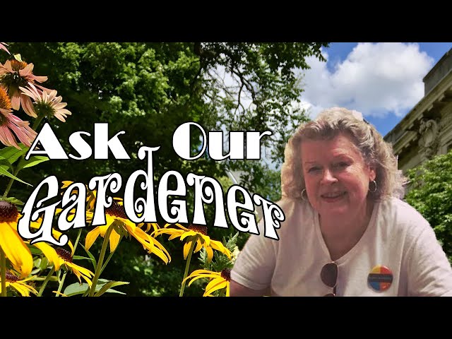 Ask our Gardener: A First-time Gardener Asks