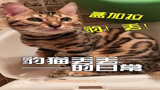 【日常】孟加拉豹猫丢丢的本周小结 by  Milk Group Zi 19 views 3 months ago 2 minutes, 3 seconds