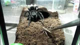 Tarantula feeding video 3