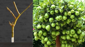 Great Skill For Grafting Guava Tree Growing fast with aloe vera and banana,How to Grow Guava tree