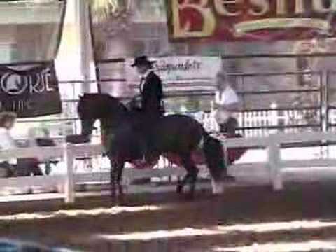 Paso Fino Horse El Aprendiz de Colores & Kelley Cox