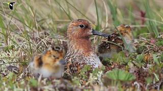 Spoon-billed Sandpiper: Hatch