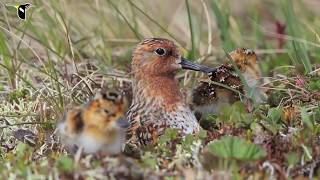 Spoon-billed Sandpiper: Hatch