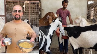 HOW TO INCREASE DIGESTION IN GOAT | BENEFITS OF FENUGREEK SEED AND BAKING SODA IN GOAT