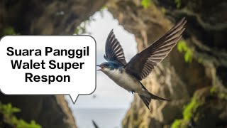 Download Lagu SP Walet Black Series Premium#suarawaletoriginal #waletpemula #waletkalimantan #waletrespon #walet MP3