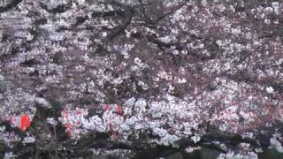 上野公園_20090329_6