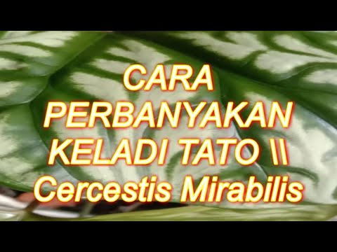 Video: Mirabilis Berwarna Merah Terang