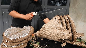 Explore inside a wasp nest?