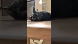 テカってる黒猫