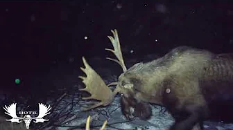 Fight Night (Amazing trail cam footage of moose fighting)
