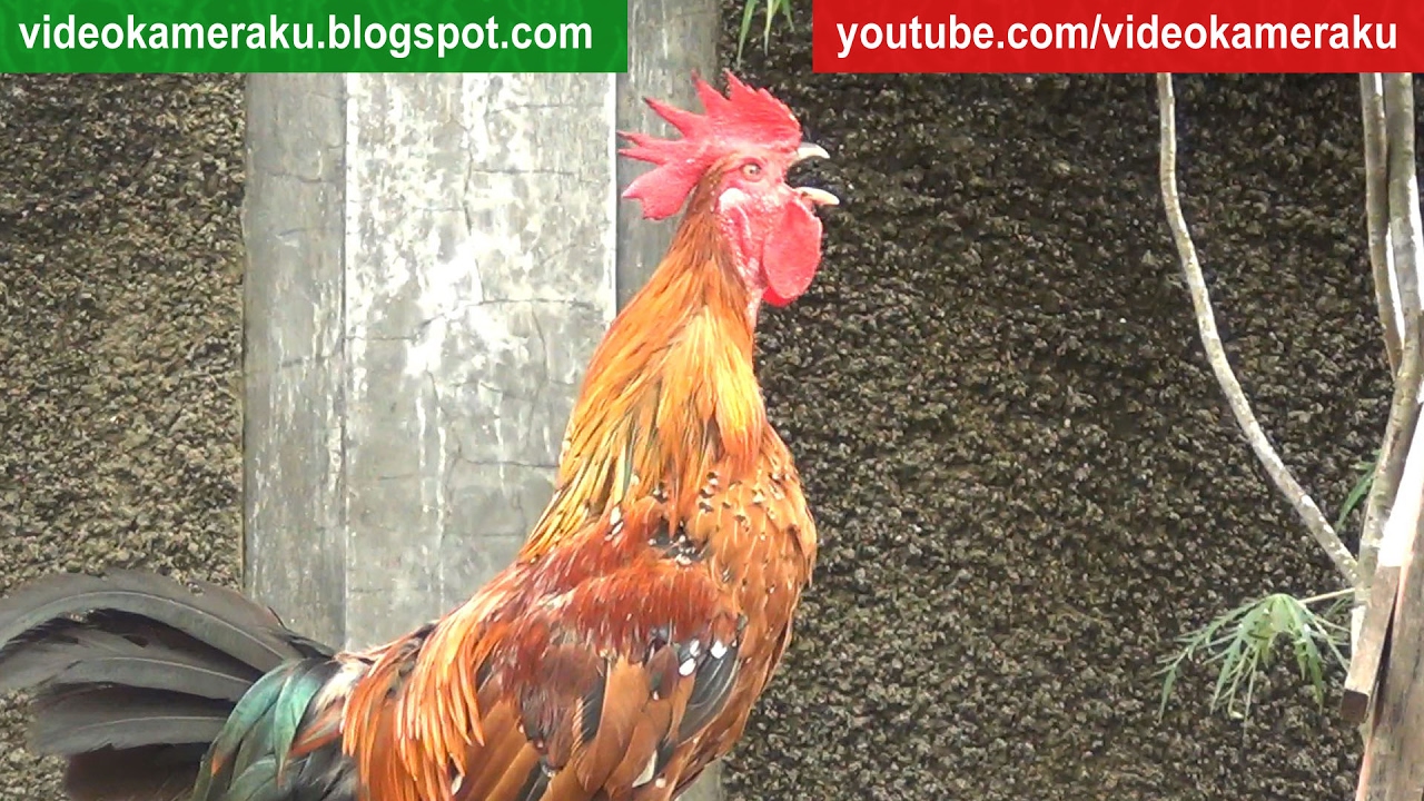 Roosters Live Roosters Live