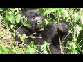 Gorillas in  Bwindi Impenetrable Forest, Uganda