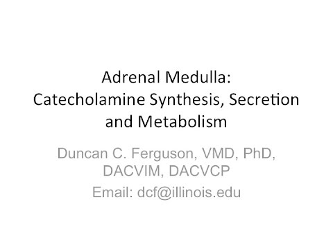 Adrenal Medulla Physiology:  Catecholamine Synthesis, Secretion and Metabolism