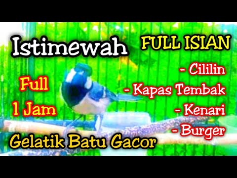 Gelatik batu gacor dengan 9 variasi mewah + istimewah
