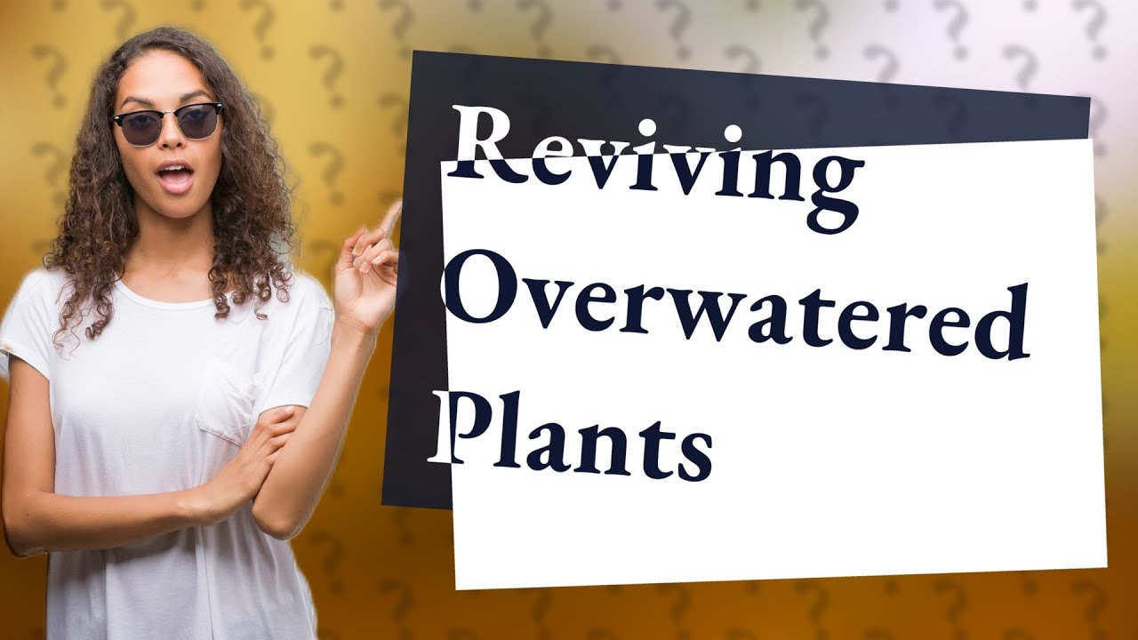 Can overwatered plants recover on their own? YouTube