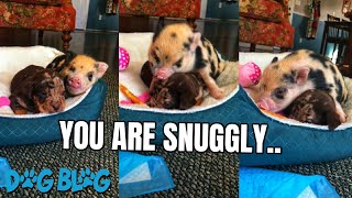 Puppy and Piglet Pals Love to Snuggle and Play shorts
