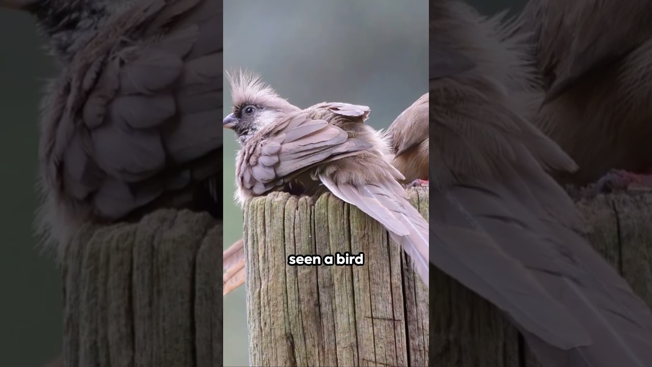 Mousebirds - The Feathered Marvels 