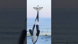 ララ余裕のルーピングキック!! #Shorts #鴨川シーワールド #シャチ #Kamogawaseaworld #Orca #Killerwhale
