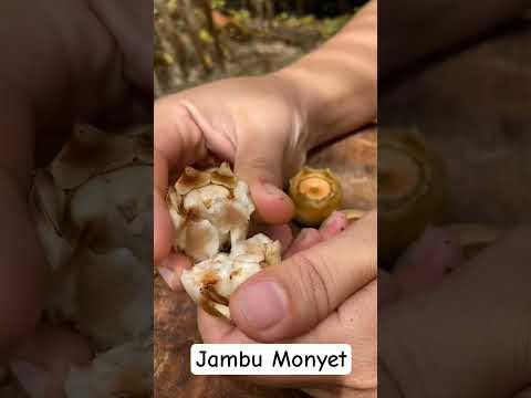 Jambu Monyet #jambumonyet
