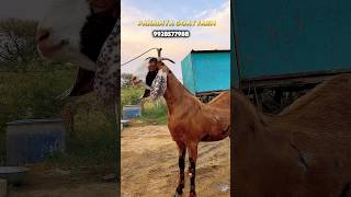 Pahadiya goat farm #9928577988 #goat #whitegoat #whitegoat #animals #beautifullgoats #qurbanibakra