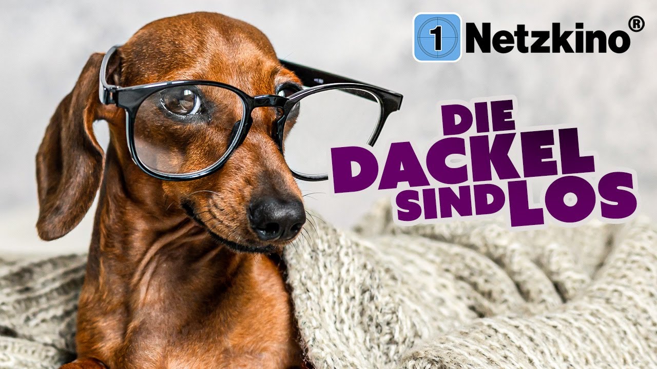 Die Dackel sind los (ABENTEUER ganzer Film für die ganze Familie, Filme mit Hunden Deutsch komplett)