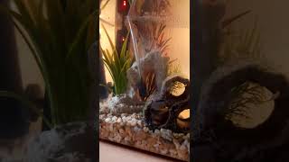 10 litre sea monkey tank