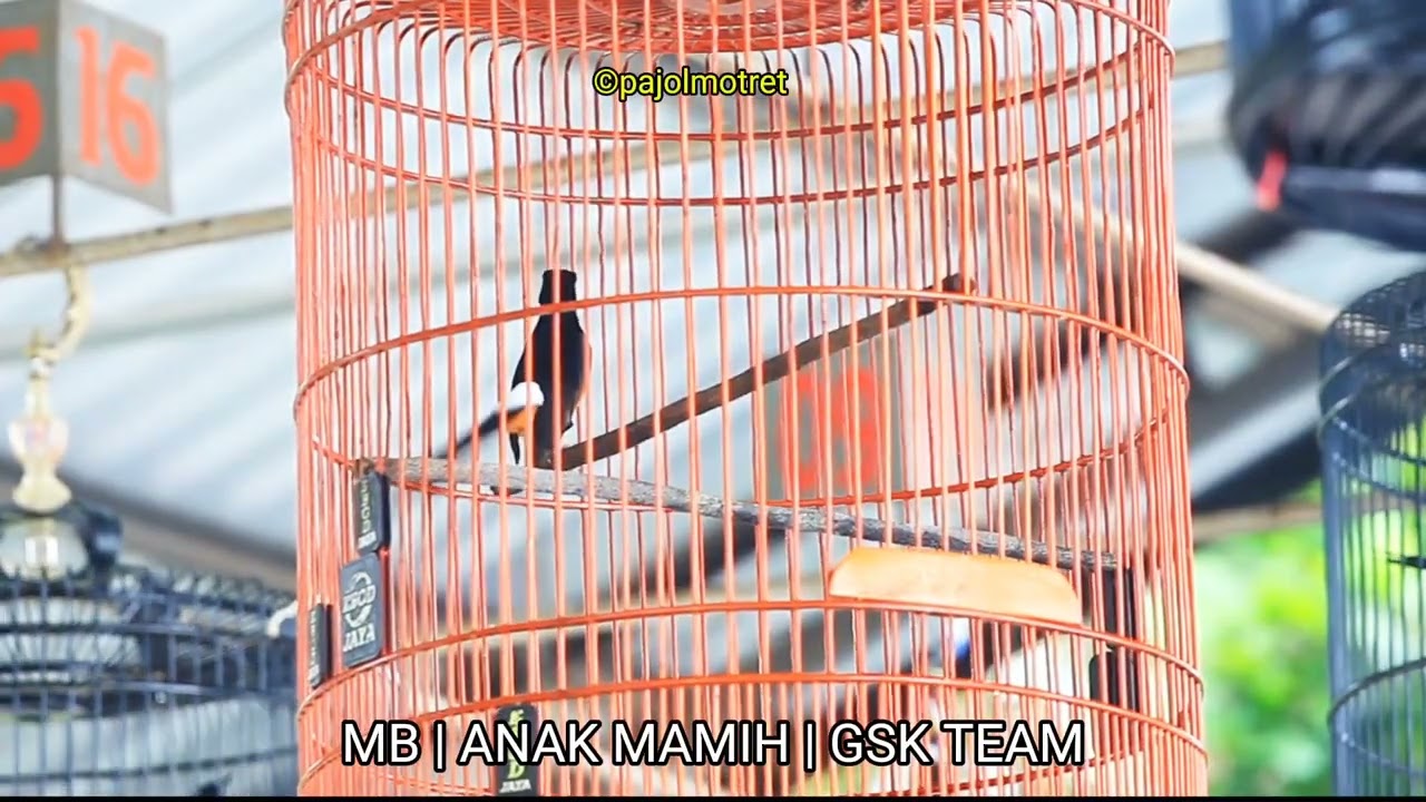 MB ANAK MAMIH | MILIK GSK TEAM • BARU BELI LANGSUNG TOP CER | JUARA DI KELAS BURSA 