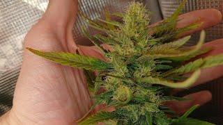 FrostBanger Auto Week 3-4 of Flower Update