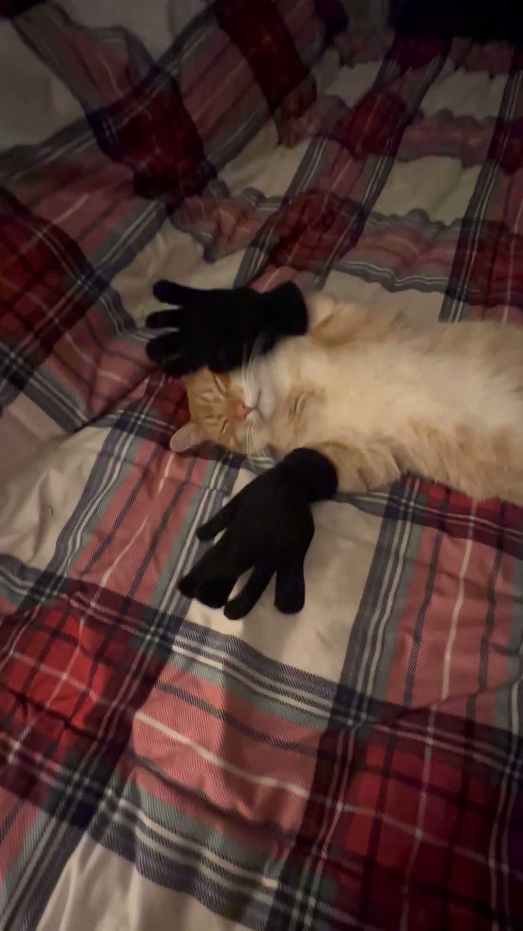 Black Gloves, Orange Cat || ViralHog