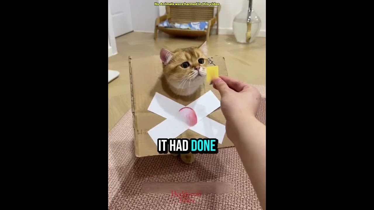 This Kitten Was Rejected by 4 Cats Then Took Revenge 😼 #funnyvideo #pets #shorts