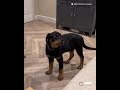 Puppy learns to howl