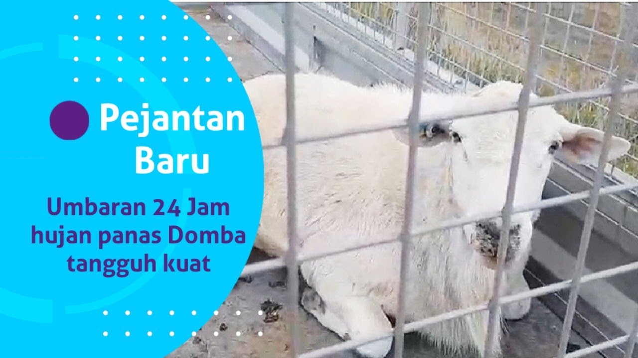 Ternak Domba beli pejantan baru dan umbaran 24 jam 