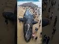 কি হয় নীল তিমি মৃত্যুর পর  || The Secret of Blue Whale’s Death || #bluewhales #viral #shorts