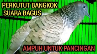 PERKUTUT BANGKOK GACOR SUARA BAGUS, COCOK UNTUK PANCINGAN SEMUA PERKUTUT