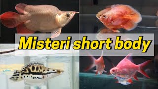 This is the secret of the short body fish, which is sought after by collectors. screenshot 4