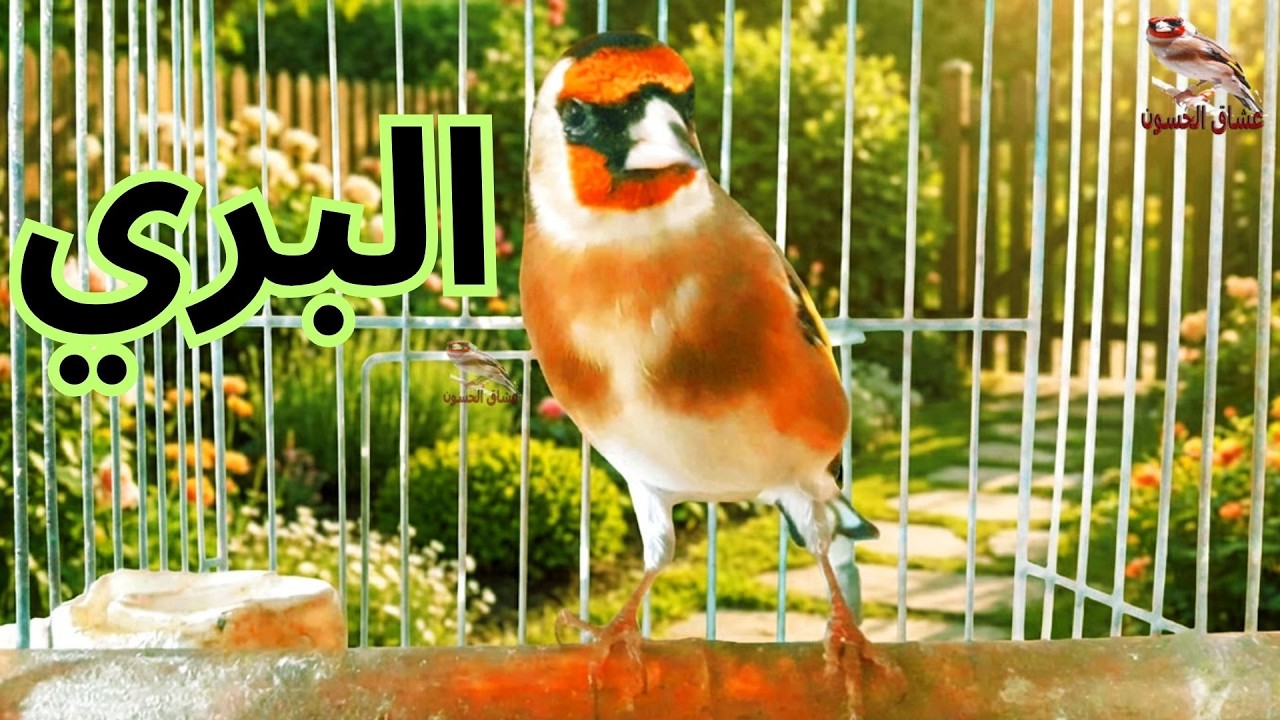 Пение щегла: чистое и превосходное пение щегла.