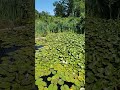 Lillypads Tadpoles &amp; Turtles