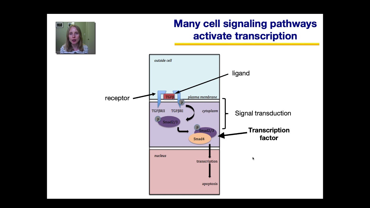 Gene Regulation in Eukaryotes Part 2 - YouTube
