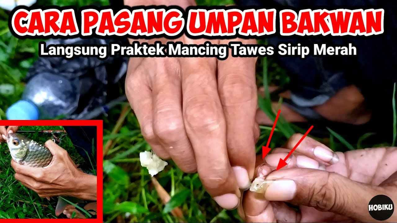Cara Pasang Umpan Bakwan,Langsung Praktek Mancing Tawes Sirip Merah / Mancing Bader