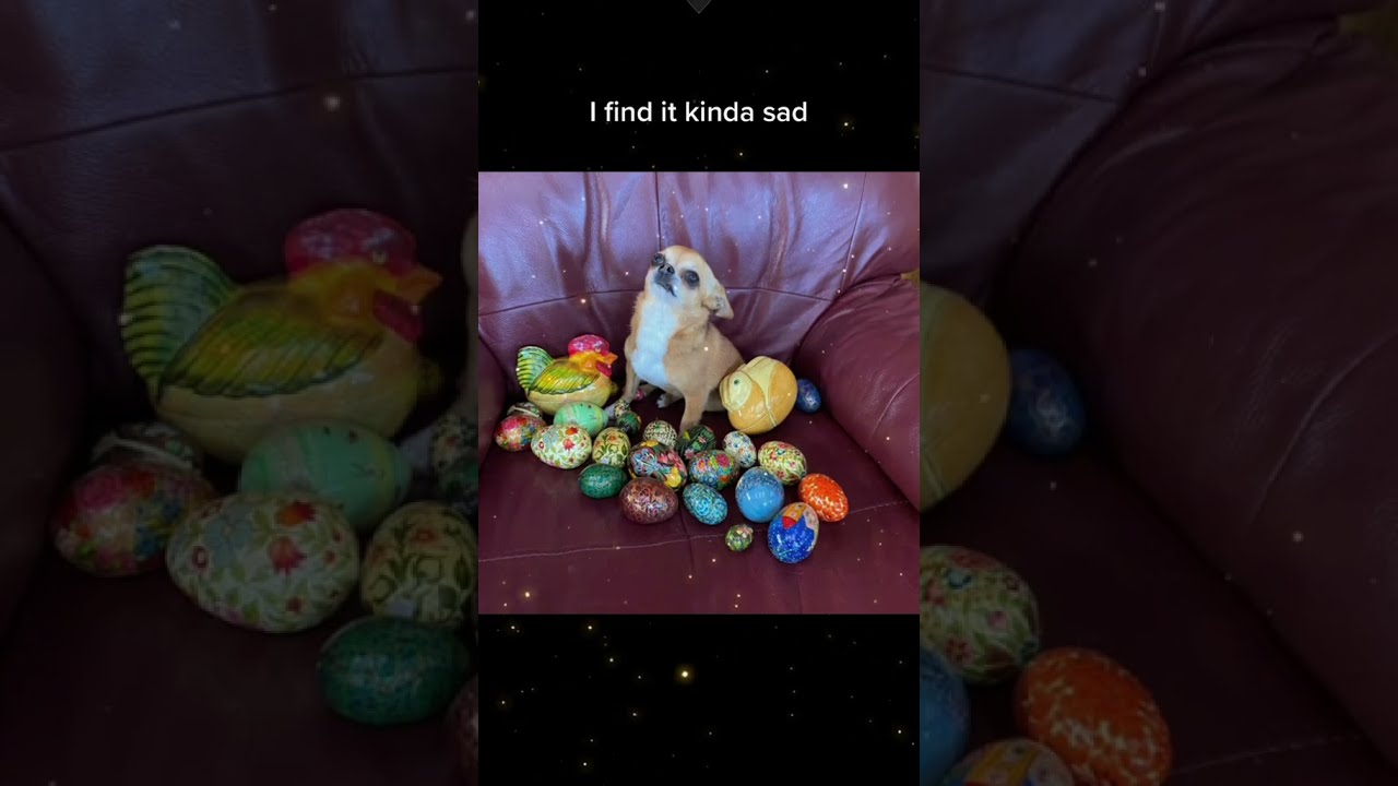 Happy Easter Chocolate Chihuahua Parody Comedy Destinyschis Puppy Dog Dogs Cute