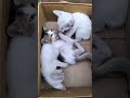 Forget WWE, This is CATWRESTLEMANIA! 🐱🥊😂 #shorts #shortvideo #shortscat