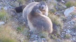 Alpine Marmots having a hug