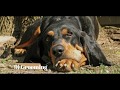 Black & Tan Coonhound の動画、YouTube動画。