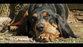 Black & Tan Coonhound