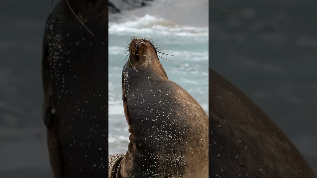 Fernandina Island Trailer | Galápagos Islands | 