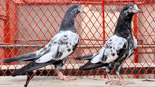 Pure Teddy Bachay Ki Pehchan Growth Of A Baby Pigeon
