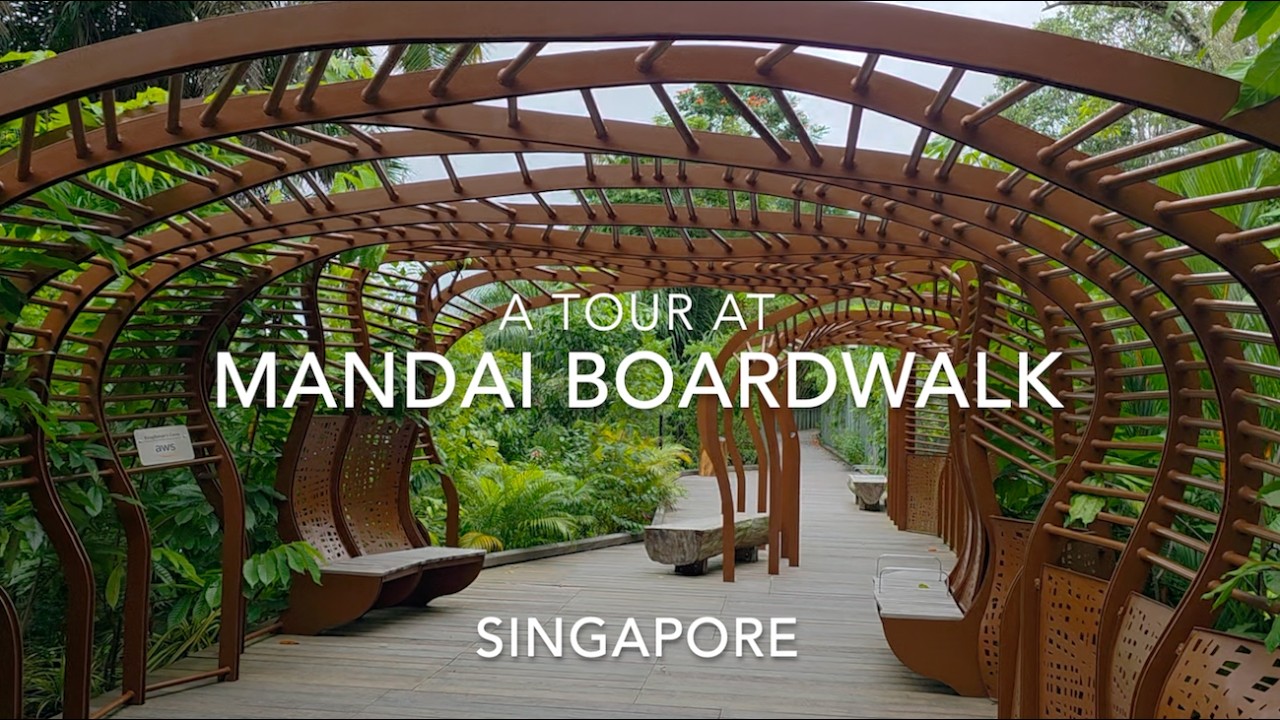 Mandai Boardwalk Singapore | Wildlife Reserve 万态步行道#scenic #travel