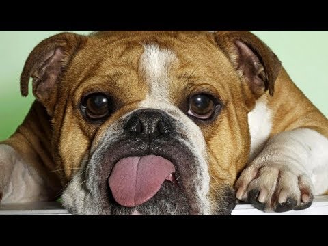 Dlaczego BULDOG angielski NIE SZCZEKA? [SUCHARY WIDZÓW] - Dlaczego BULDOG angielski NIE SZCZEKA? [SUCHARY WIDZÓW]